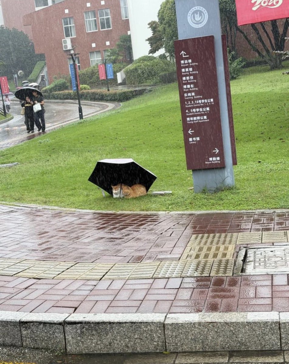 francis__wolf's tweet photo. us if we were cats in china https://t.co/kUlZjzPXnY
