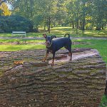 Photo by 🐕 Eli - Jsem jenom pesa (@Jenom_Pes)