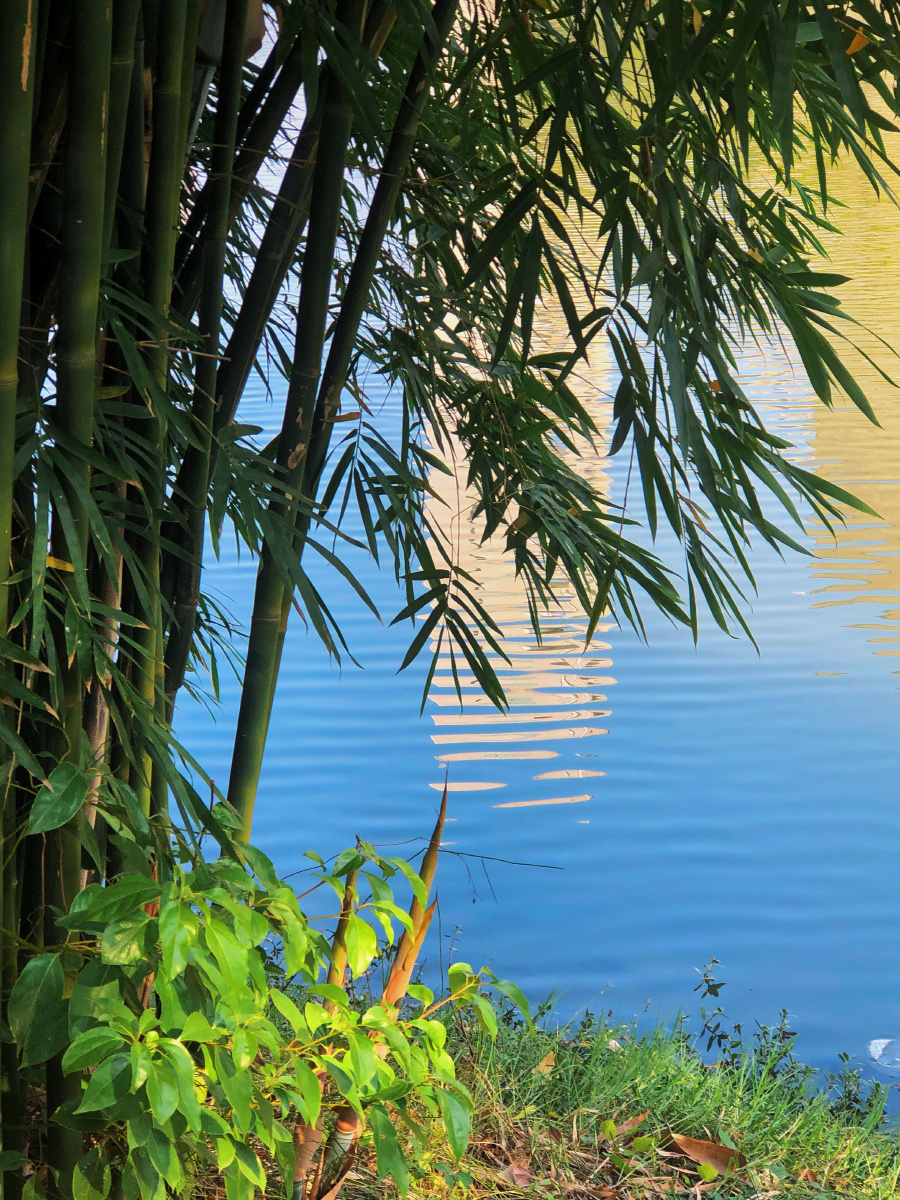 dlfmadmsalth's tweet photo. Smooth bamboos, remonstrating, chaste integrity, rippling tides—nature’s gentle soul!， https://t.co/zoysRPuWyO