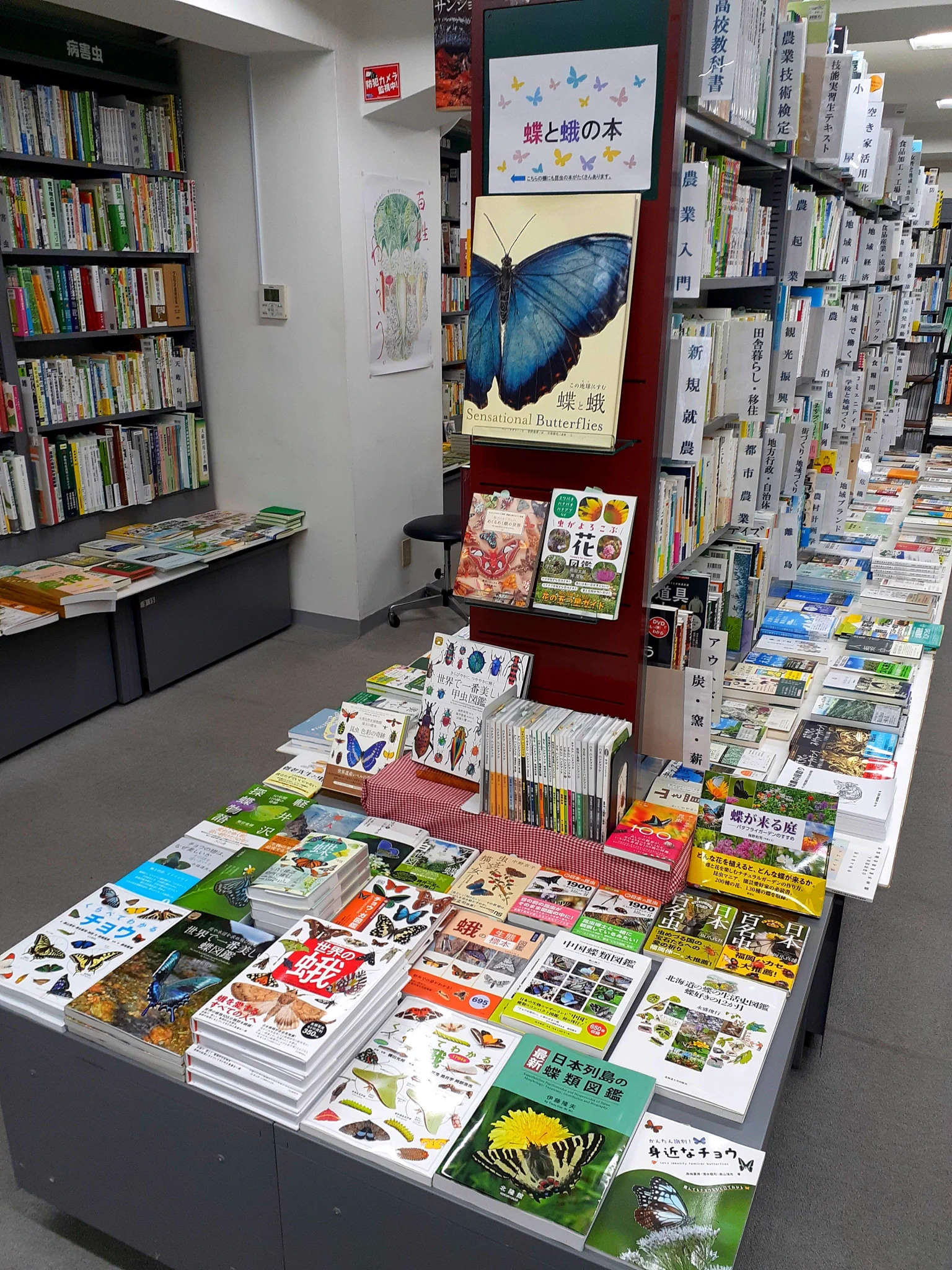 蝶と蛾の祭展【2026.9/29-10/4】 on X: 