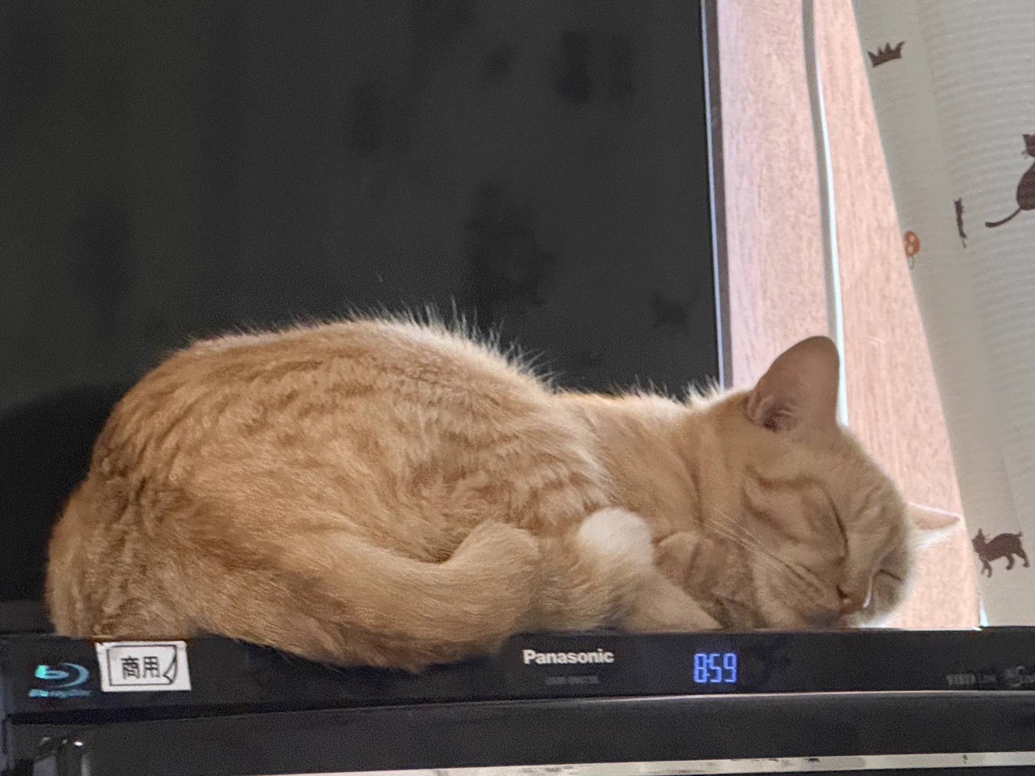 😸🐱😼♨なむるる♨🙀😽😹🌾 on X: 