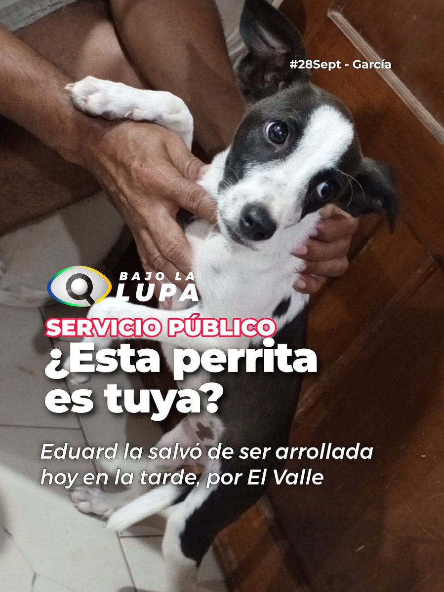 BajoLaLupaInfo's tweet photo. #ServicioPublico ¿Esta perrita es tuya? 

Eduard Rojas la tiene en  su casa, luego de salvarla de ser arrollada en la avenida hacia el Campo Eucarístico en el Valle del Espíritu Santo #Garcia , cerca de la entrada del estacionamiento de UNIMAR
 0425900164 / 04160311135

#28Sept https://t.co/Xx1EysJiDe