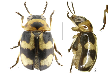 Zootaxa's tweet photo. Two new species of #Aetheomorpha Lacordaire, 1848 from Thailand and Laos (#Coleoptera: #Chrysomelidae: #Cryptocephalinae), and #Redescription of A. pictipennis (#Jacoby, 1892)
#taxonomy
#newspecies
https://t.co/ii7snUq6XC https://t.co/FaoXwiHIRM