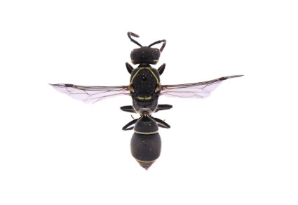 Zootaxa's tweet photo. Ancistroceroides paranensis (#Bertoni, 1918) (#Hymenoptera, #Vespidae, #Eumeninae): lectotypification, new status, new record, and new biological data
#taxonomy
https://t.co/D6cCdI4pj0 https://t.co/GD0Ubv7hZx