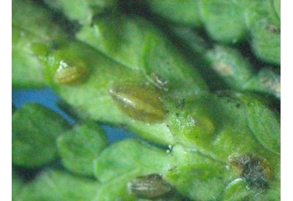 Zootaxa's tweet photo. First record of Parthenolecanium fletcheri (#Cockerell, 1893) from #Japan, with redescriptions and DNA barcode data for the Japanese populations of P. fletcheri and P. pomeranicum (#Kawecki, 1954) (#Hemiptera: #Coccomorpha: #Coccidae)
#taxonomy
https://t.co/wOauCfrAJ1 https://t.co/O37lA3IFML