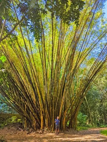 BaSnorkel's tweet photo. Harisson Smith Botanical Garden is divided into different botanical zones that you find in French #Polynesia and that you can explore via easy and well-marked the trails. We really enjoyed the monumental root systems of the #wetland #trees . https://t.co/SLD0HtFNki https://t.co/8EPiH4aoXi