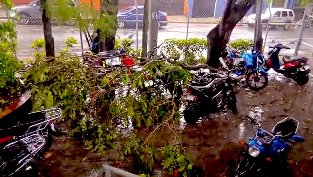 Proceden a retirar ramas de árbol. 🌧️ 2 avenida 2 calle zona 2. Deja daños en motocicletas. Precaución. #PoliciaMT #TraficoGT #TransitoGT #OrdenYservicio