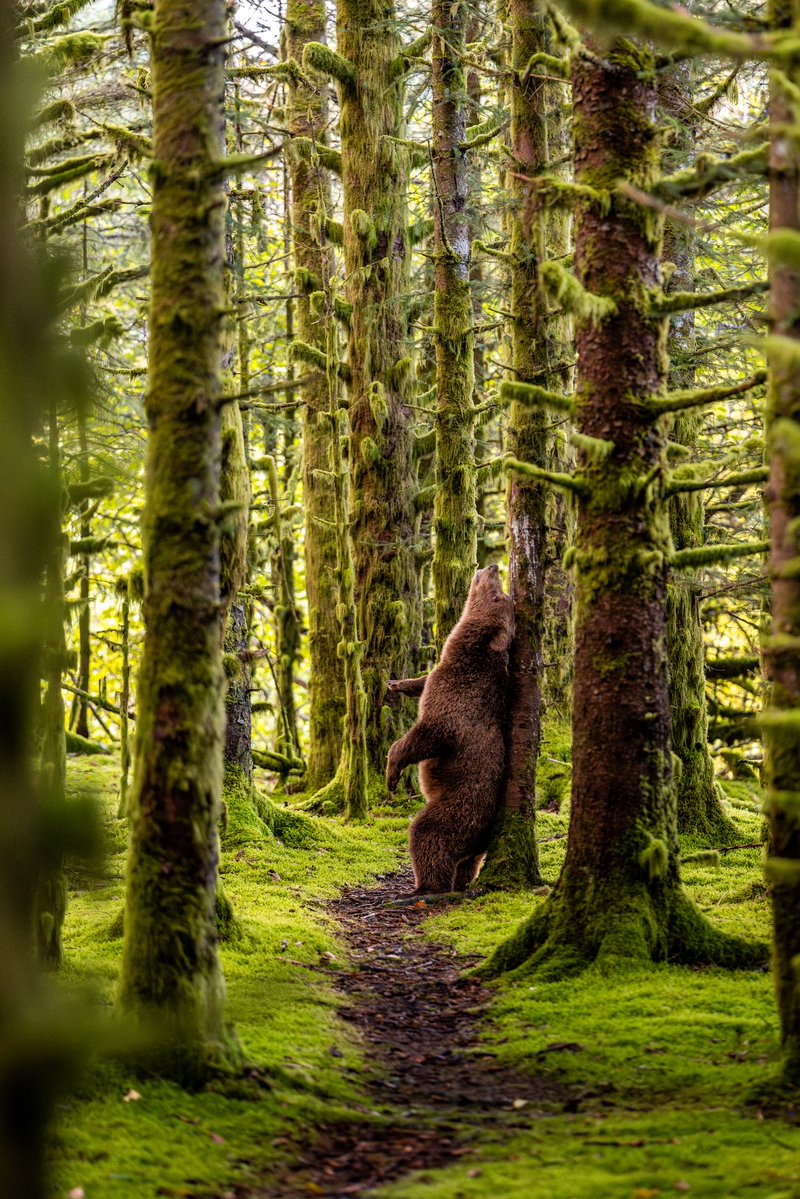 KrisLuckPhoto's tweet photo. Here’s a few photos from this morning’s encounter 🐻 https://t.co/heN1ASAPzT