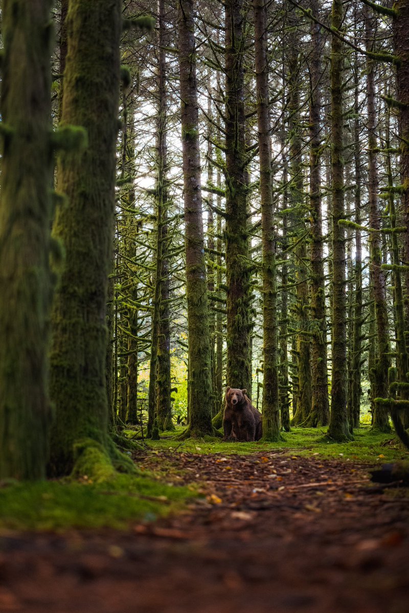 KrisLuckPhoto's tweet photo. Here’s a few photos from this morning’s encounter 🐻 https://t.co/heN1ASAPzT