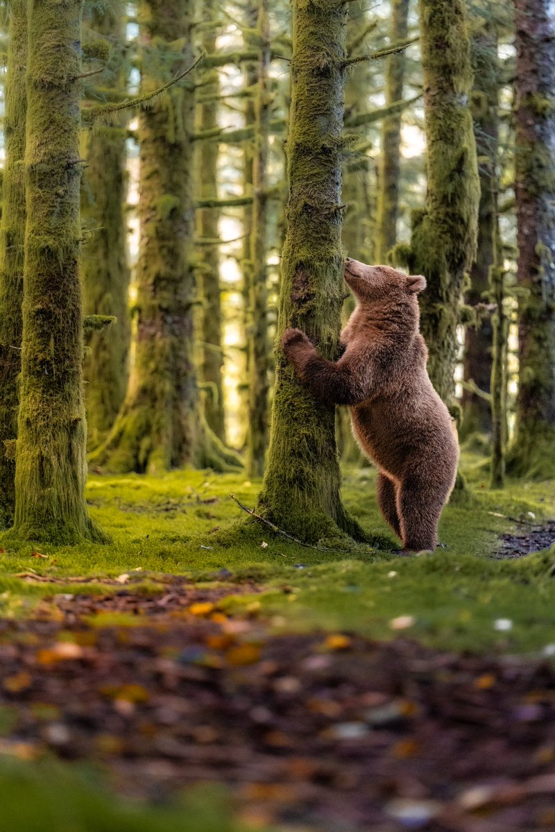 KrisLuckPhoto's tweet photo. Here’s a few photos from this morning’s encounter 🐻 https://t.co/heN1ASAPzT