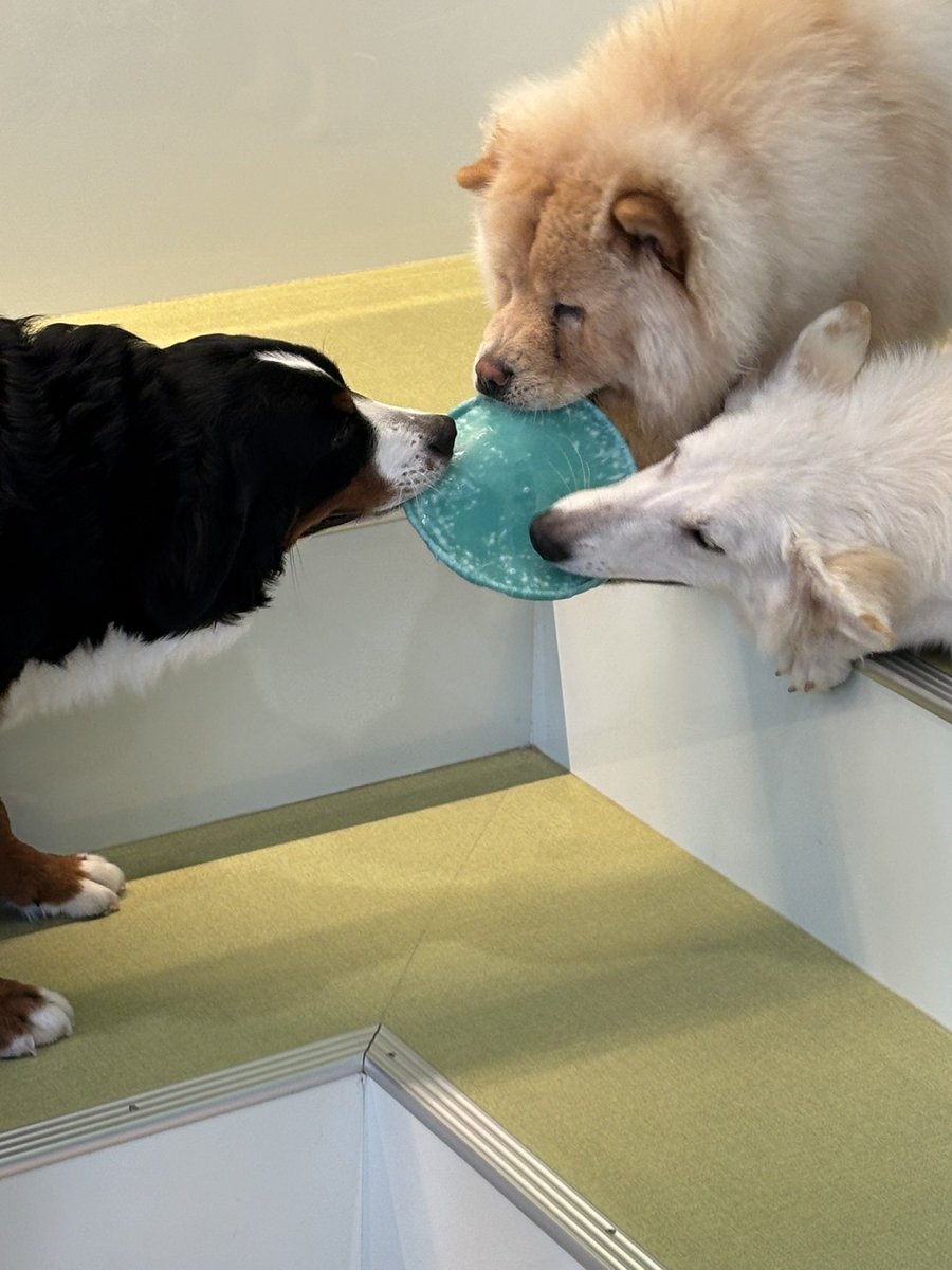 YupHello's tweet photo. 犬吸いて〜 https://t.co/m596MmMdv1
