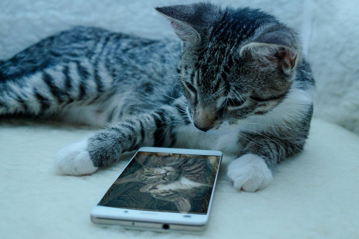 neokwang8e's tweet photo. [OMG! My cat just knocked over my phone, and now my videos are glitching like crazy – the feed is all messed up!]， https://t.co/F6ZZvJioqM