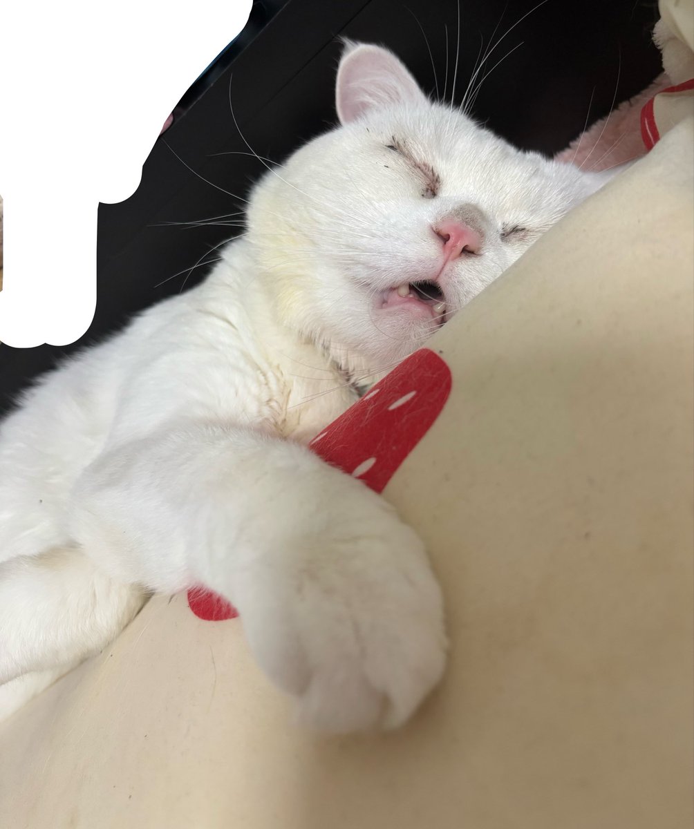 ranxwhite's tweet photo. 何が悲しくて泣いたかって、今日はれちの月���日なんだよね
お仏壇の前でお話して、お利口さんだね、可愛いねって言いながら涙ぼろぼろ出て鼻水おばさんになってしまった
本当にどの子よりもお利口さんだったよ
愛してるよれち

これは変なとこで口開けて爆睡してた時の彼
レティティア🤍🌈 https://t.co/MdsIrYR3BA