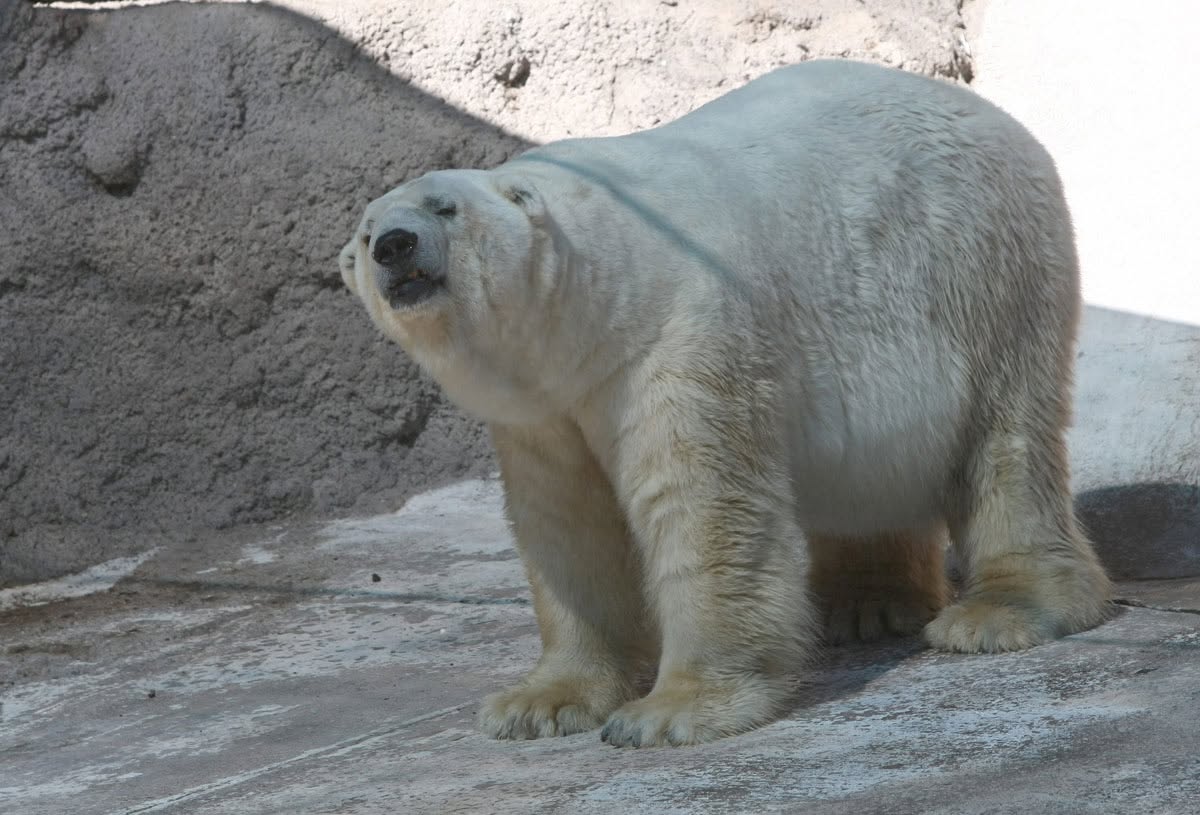 ecologicosmza's tweet photo. Recordando al inolvidable OSO POLAR ARTURO nuestra primer campaña por la liberación de un animal 
Fallecido en Julio de  2.016 , en el Zoológico de Mendoza  
La lucha por su libertad, abrió las puertas de cientos de animales que consiguieron un traslado a santuarios y VIVIR MEJOR https://t.co/ZhAWIIcGgC