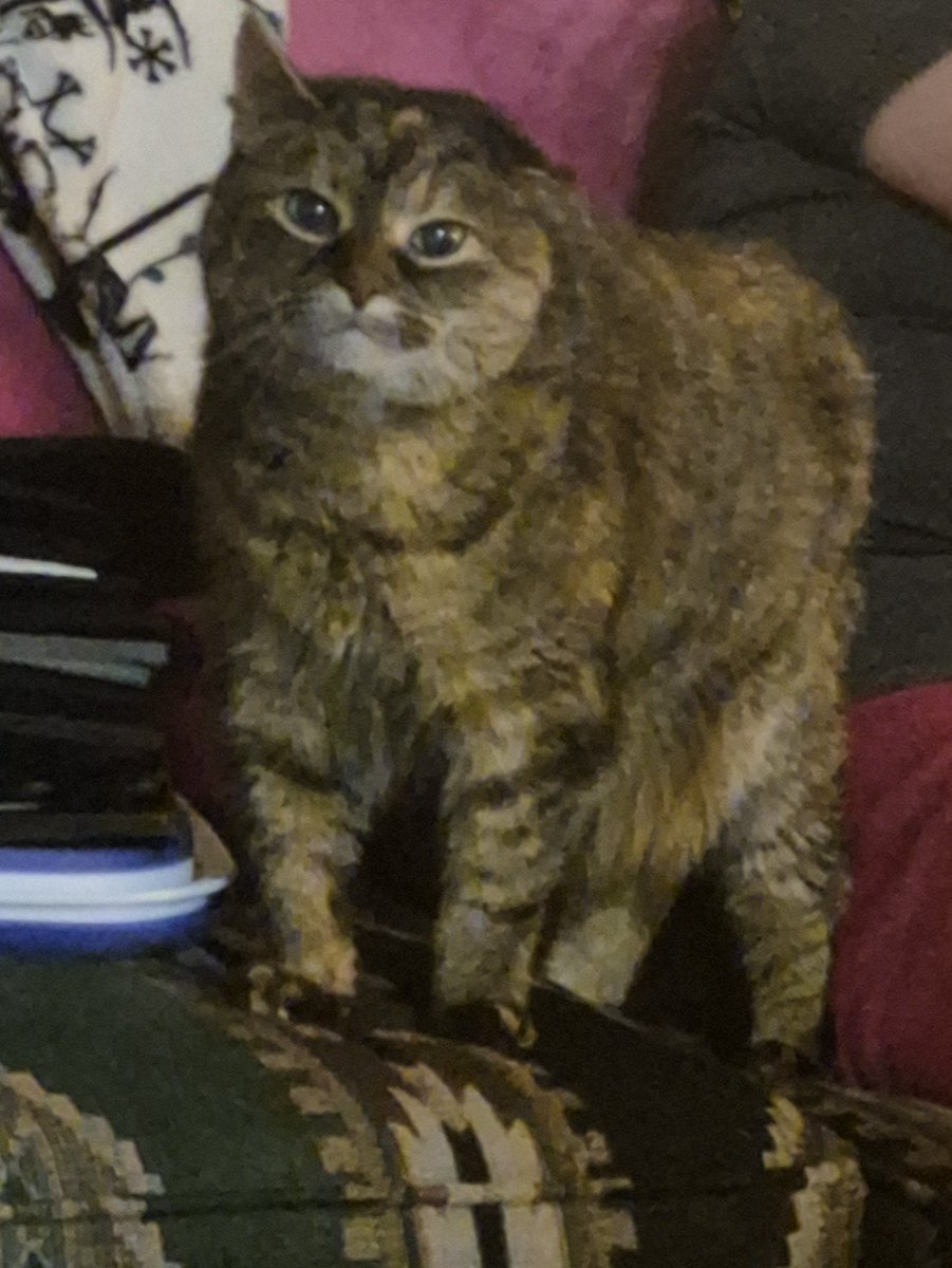 yaasseishiro's tweet photo. Meow https://t.co/hflDgFIW4u