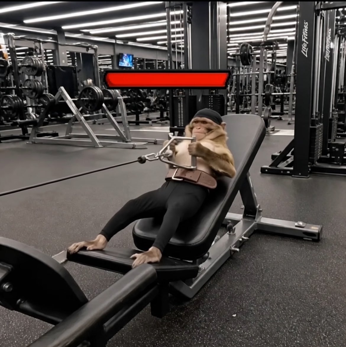 santosant31's tweet photo. ☘️🐵😤🔁

#Workout #reposting @destacar https://t.co/BQTpixJjV6