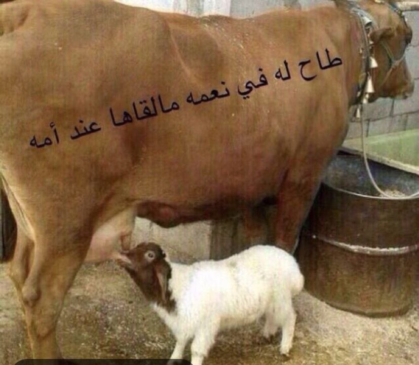 7vwep's tweet photo. طبعًا امه معاذ https://t.co/xblov33GPw