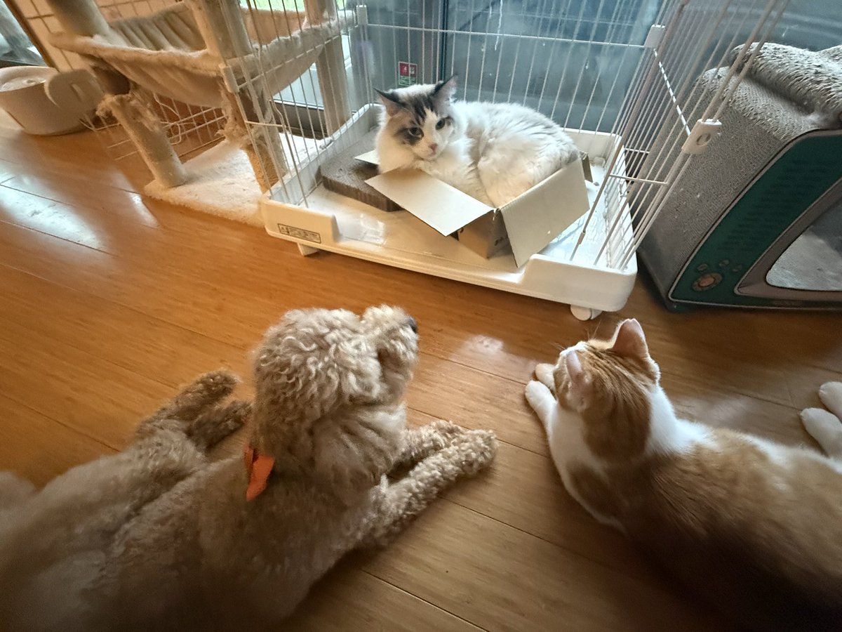Inu_tsukune's tweet photo. 今日の議題は新入り猫について。 https://t.co/djDHnEFqsu
