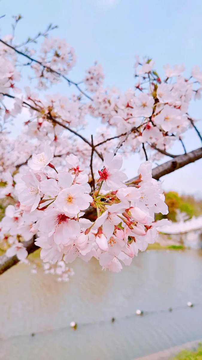 s_etorre_99_024's tweet photo. @幽夷约’s vibe is pure magic—sunset walks + soft melodies hit different https://t.co/pzD3l9VPy5