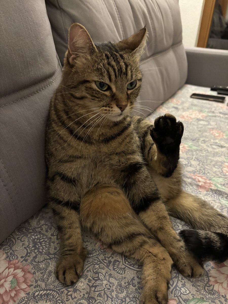 pizzadipatate's tweet photo. Look at my cute cat https://t.co/fiFD21httc