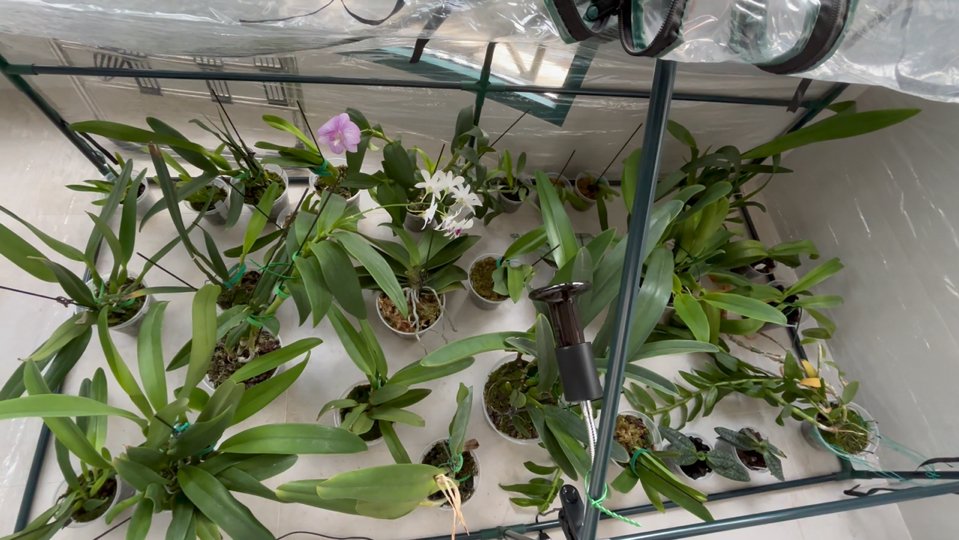mar_wat2730's tweet photo. [Need zinc for orchid cultivation Don't worry—no flawed pot here, just tips to help your plants thrive!] https://t.co/3sdlEqbSUs