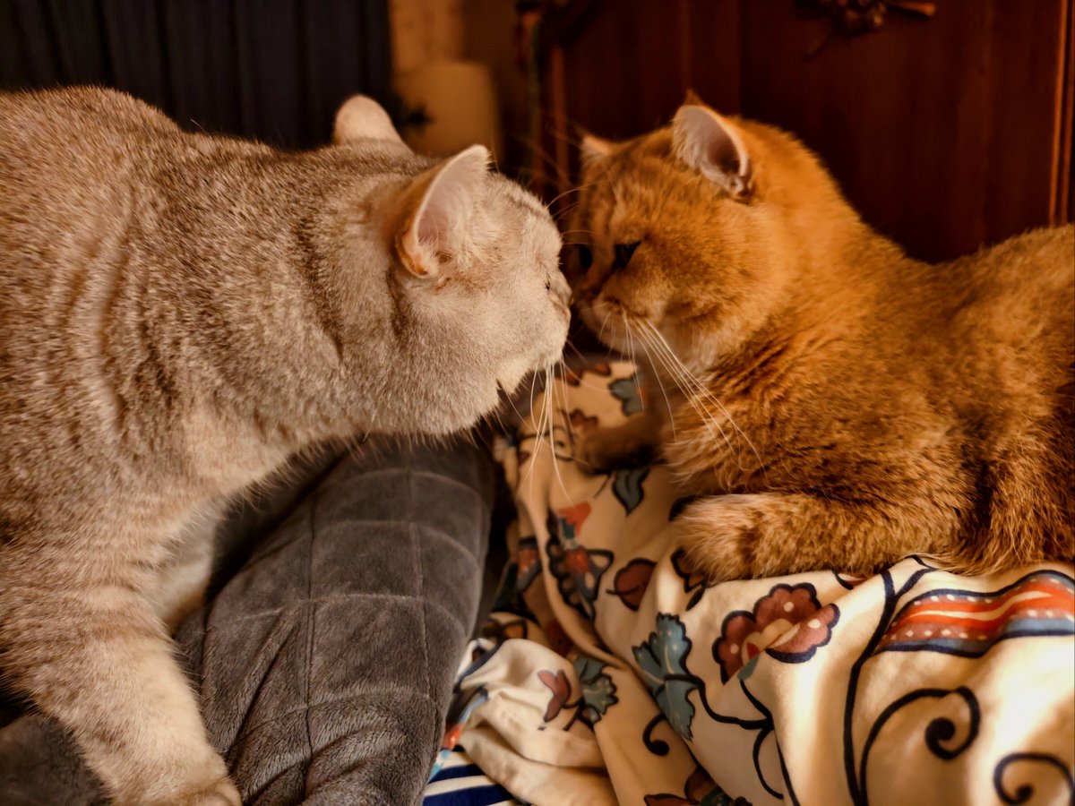 Seervmdv's tweet photo. Noche acogedora en casa! Taza de café caliente, película favorita y el gato durmiendo en el sofá. Qué más se puede pedir ， https://t.co/9QCr0qnANK