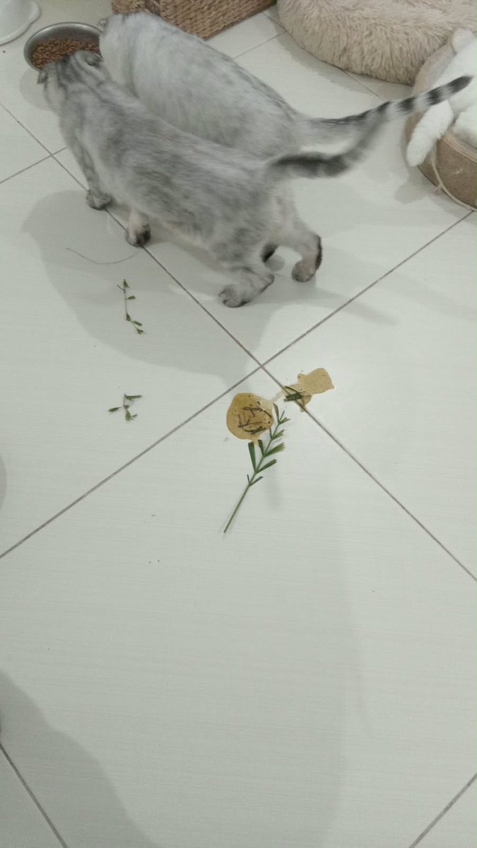 rashidalmethen's tweet photo. بسبب الحراره العالية ظلت القطط داخل البيت طول الصيف ولم تخرج للحديقة وهي متعودة تاكل بعض الحشائش من وقت لآخر حتى تتقيأ 

ولذلك اعطيتهم اليوم بعض الحشائش لتنظيف الامعاء ولانها تريحهم 

ما هي الأسباب الرئيسية التي تجعل القطط تاكل العشب أحيانا لتتقيأ ؟

التخلص من كرات الشعر: تبتلع القطط فراءها أثناء تنظيف نفسها

وتساعد الألياف الخشنة في العشب على تهيج المعدة ودفع الفراء للتقيؤ 

ويفضل قص شعرها حتى لا يزيد ابتلاع الشعر اثناء تنظيف نفسها 

عسر الهضم: تعمل الحشائش كملين طبيعي أو محفز للتخلص من اضطرابات المعدة الخفيفة

صعوبة الهضم: لا تمتلك القطط الإنزيمات الكافية لهضم النباتات مما يجعل العشب يثير معدتها ويؤدي إلى خروجه بالتقيؤ

وقد يساعد التقيؤ كذلك في دفع بعض الطفيليات خارج الجسم

ما هي الاعشاب الصحية التي نقدمها لهم ؟

عشب القطط المزروع من الشوفان أو القمح أو الشعير وبكمية قليلة وتحت المراقبة ويباع في محلات القطط petzone 

وهل يجب الدمج بين الاكل الجاف والرطب ؟

نعم، ينصح بشدة بالجمع بين الأكل الجاف والرطب للقطط

حيث يعتبر هذا الدمج (أو التغذية المختلطة) من أفضل الأنظمة الغذائية التي توفر لها فوائد صحية متكاملة