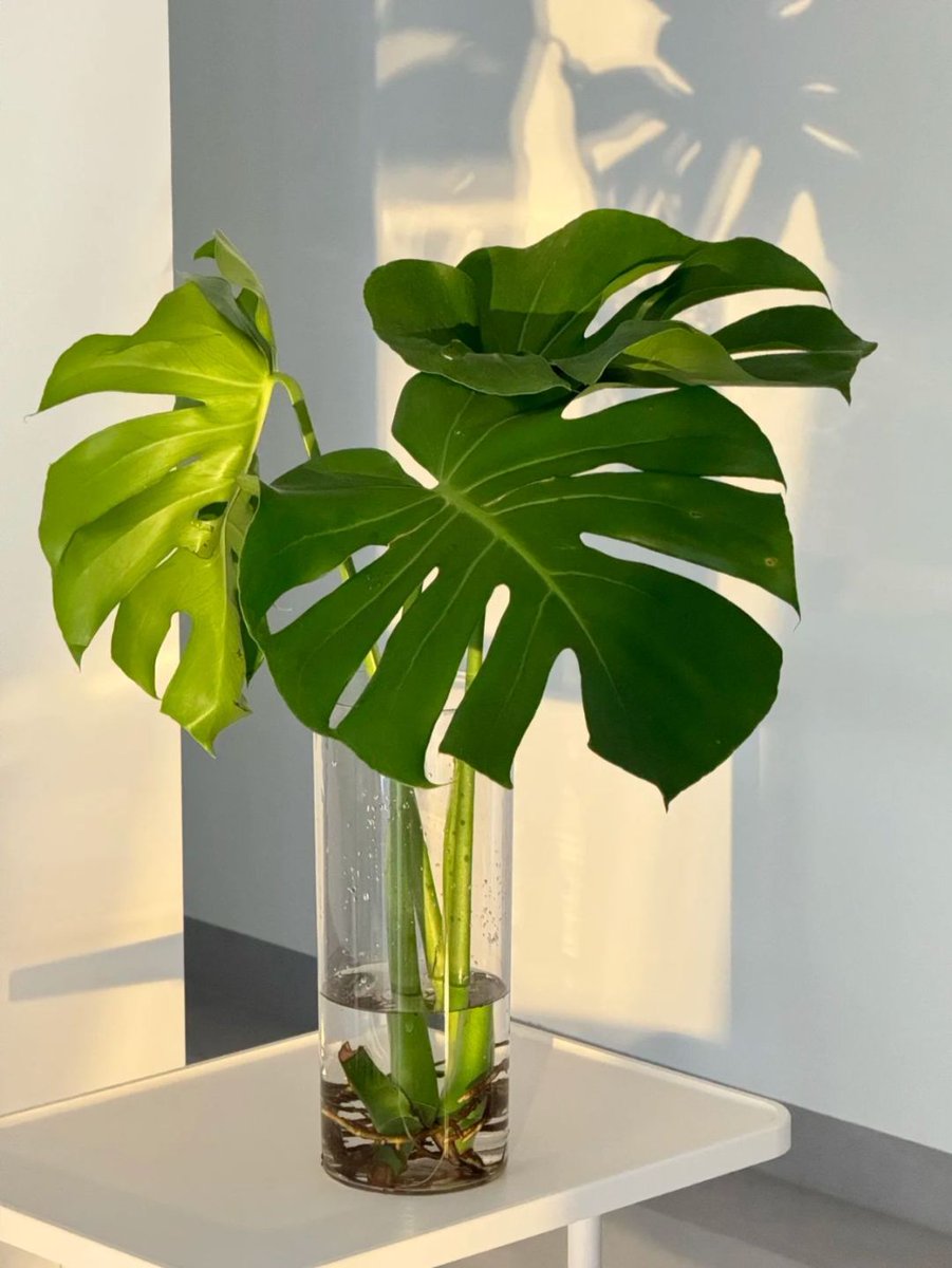 MarivelBusoj's tweet photo. Cambia el agua de tu monstera cada 5 días y colócala en luz indirecta, crecerá sana y hermosa! https://t.co/0fDQzTlXcU
