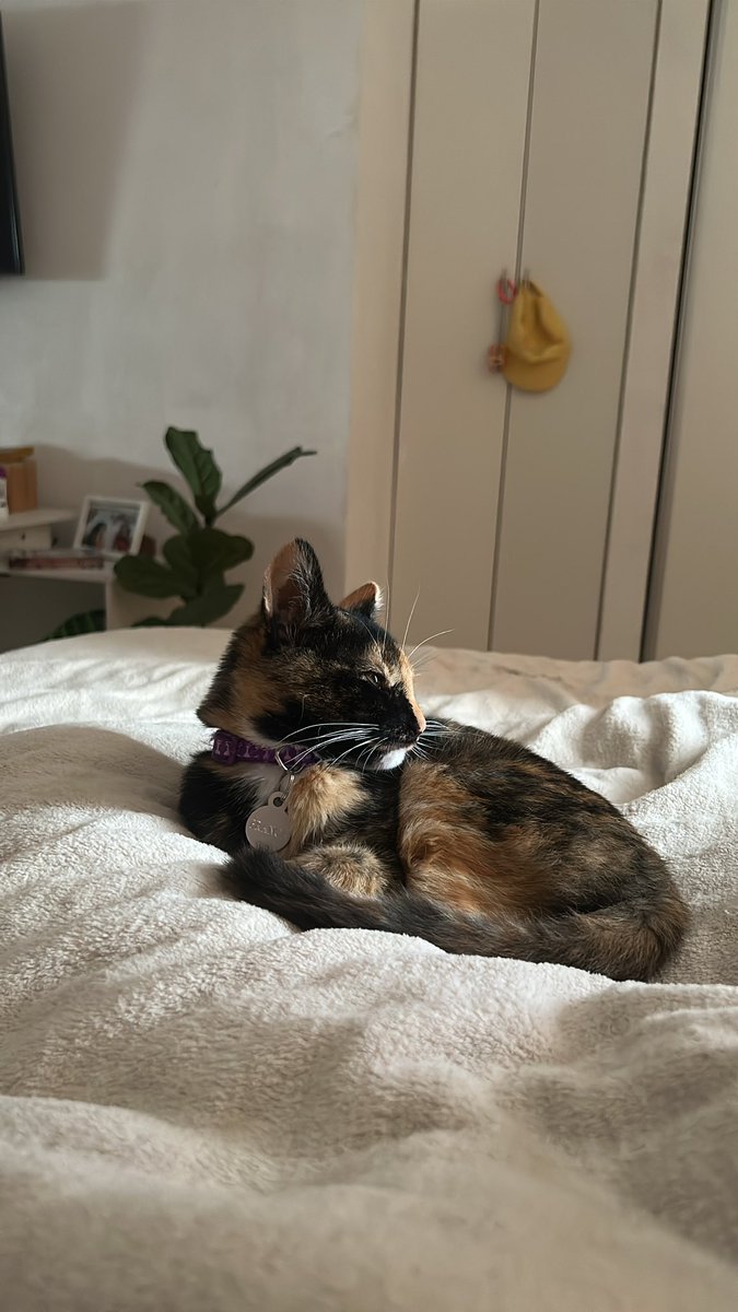 camislujan's tweet photo. cuando la encontraron abandonada en una caja / ahora que es mi bebe chiquita 🥹 https://t.co/4V07mP05b3