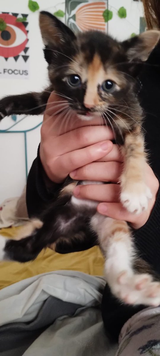 camislujan's tweet photo. cuando la encontraron abandonada en una caja / ahora que es mi bebe chiquita 🥹 https://t.co/4V07mP05b3