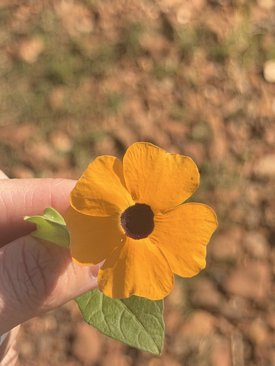 sariagustoni's tweet photo. Mi flor preferida ✨ https://t.co/OoTDppxR8K