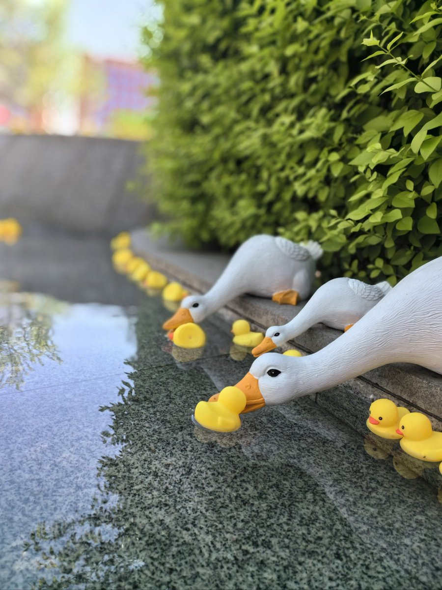 crux97314's tweet photo. On this tranquil path, I watched the minister arrange fat ducks neatly by the road, a simple but warm moment.， https://t.co/gbxr76lB6L