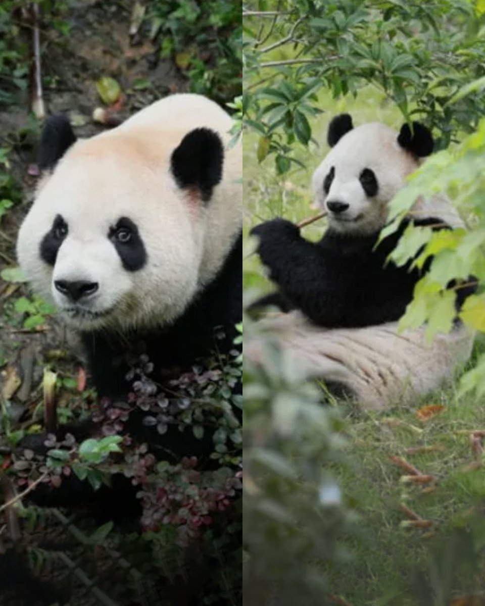 Complex's tweet photo. Two giant pandas have arrived in Atlanta aboard the "Panda Express." 🐼✈️

Ping Ping and Fu Shuang traveled 8,000 miles from China on a 16-hour flight. https://t.co/SLrwTnU2Vo