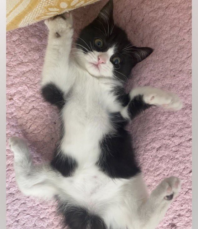 masum_gozler's tweet photo. Ankara’da yaşıyorum scotish ve tekır kırması 3 aylık erkek yavru bebek için güzel bir yuva arıyorum ücretsiz sahiplendirilicektir 
05538769440 iletişime geçebilirsiniz https://t.co/M7rkuHzheA