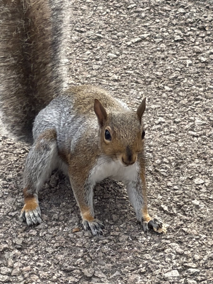 BromptonBunch's tweet photo. Goofy is growing #SquirrelScrolling https://t.co/2hb6UWgSaQ