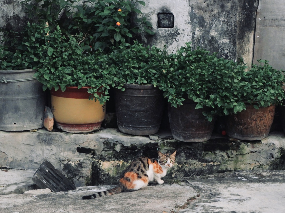 JaysonLacopa's tweet photo. Callejón colorido con grafitis y un gato descansando en un escalón, la vida cotidiana de la ciudad que vale la pena capturar. https://t.co/t9kvnc3Mcz