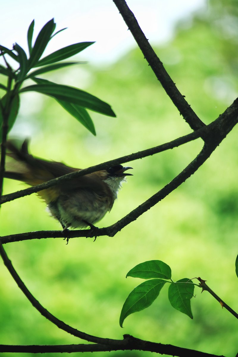matth_izo708's tweet photo. Today I found a sparrow's nest on an old bough, felt a little guilty for disturbing its peace, then I saw a pure water drop that stuck to the pine gum—what a quiet small moment!， https://t.co/Gf9JjSdsyg