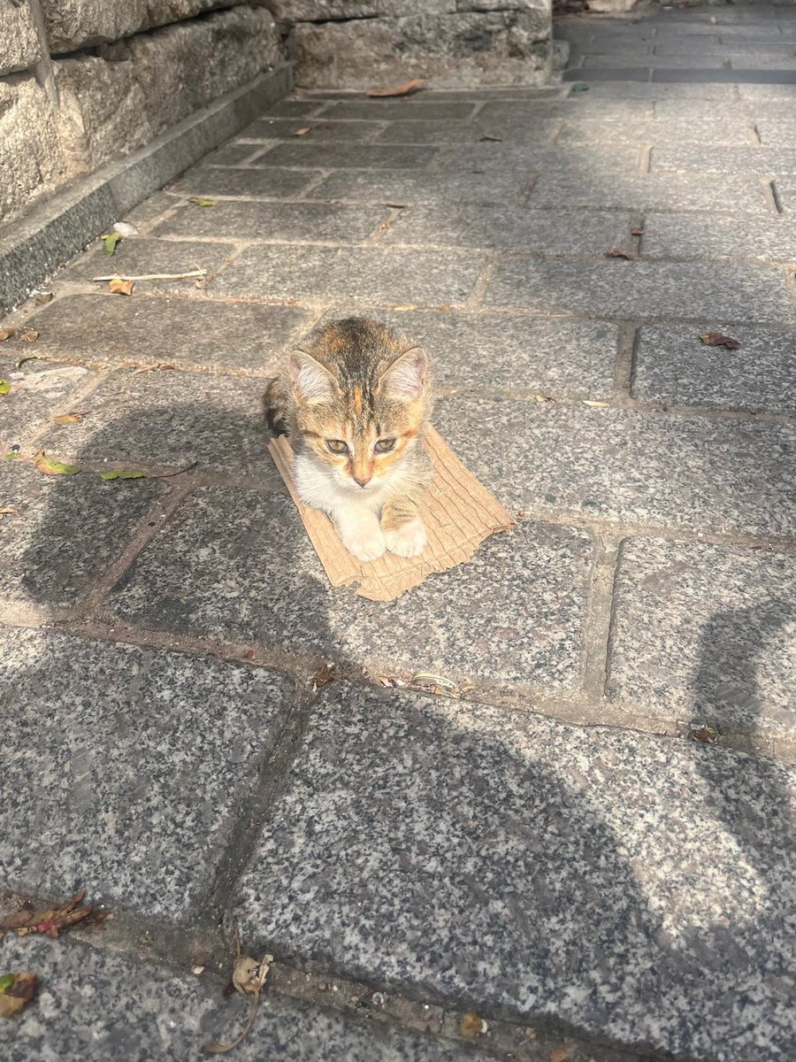 masum_gozler's tweet photo. YAVRULARA SICAK BİR YUVA BULALIM 💜
İSTANBUL 0543 455 3680 whatsapp

ARABALARIN YOĞUN OLDUĞU BÖLGEDE GÜVENDE DEĞİLLER ACİL YUVA ARIYORUZ. 2 aylık dişi ve erkek yavrular. Sevip sahip çıkacak ömürlük aile olmak isteyenler ulaşabilir
0543 455 3680
İSTANBUL / Fatih

@ozlemeyin https://t.co/mTcSc0n82s