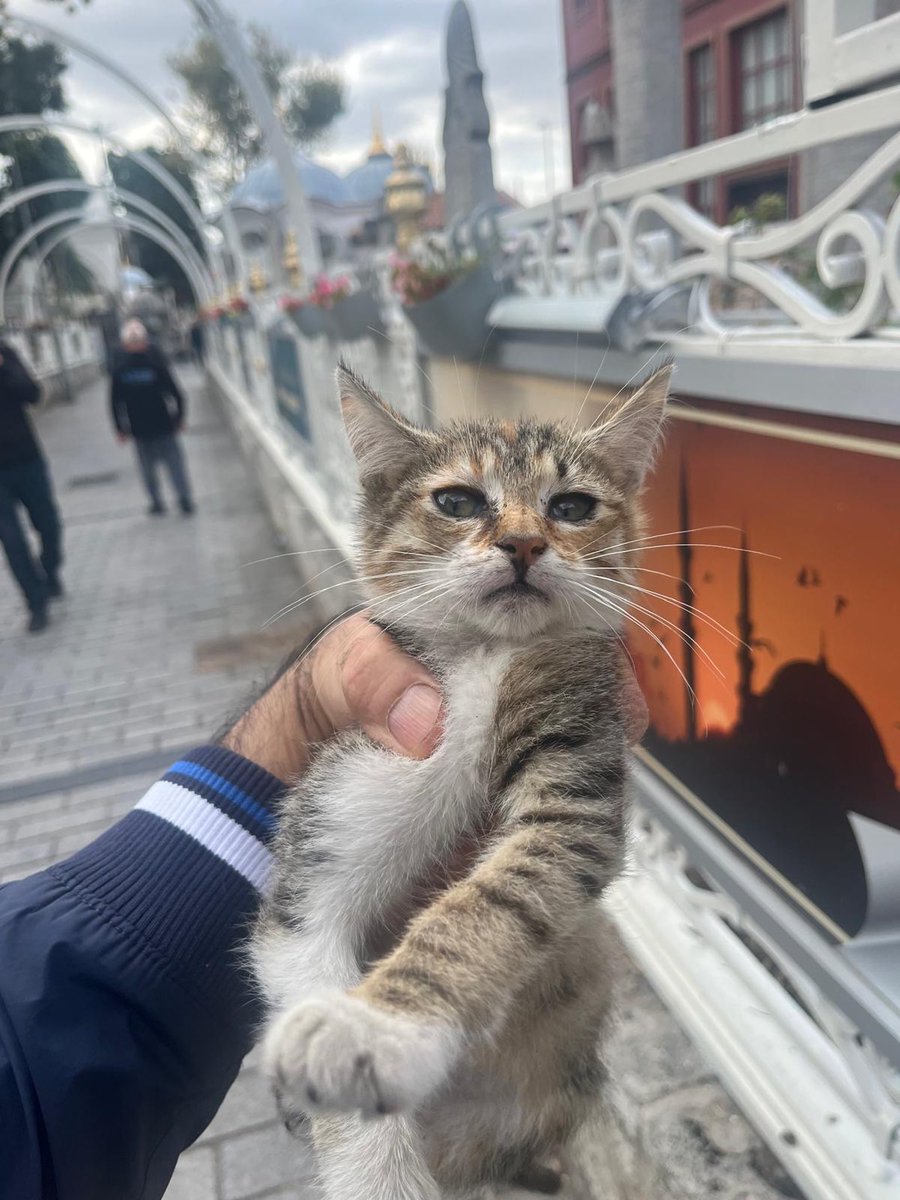 masum_gozler's tweet photo. YAVRULARA SICAK BİR YUVA BULALIM 💜
İSTANBUL 0543 455 3680 whatsapp

ARABALARIN YOĞUN OLDUĞU BÖLGEDE GÜVENDE DEĞİLLER ACİL YUVA ARIYORUZ. 2 aylık dişi ve erkek yavrular. Sevip sahip çıkacak ömürlük aile olmak isteyenler ulaşabilir
0543 455 3680
İSTANBUL / Fatih

@ozlemeyin https://t.co/mTcSc0n82s