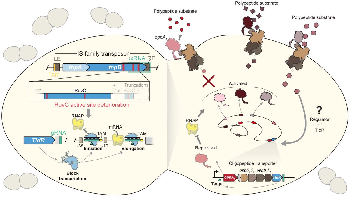 SternbergLab's tweet photo. 1/13 — New pre-print from the Sternberg Lab in collaboration with Leifu Chang's Lab! TnpB nucleases have repeatedly given rise to TldRs, nuclease-dead RNA-guided transcription factors. Here we define the biological role of a TldR clade in its native host.
https://t.co/NkVXPW0VHb https://t.co/Z6yiBIvlla