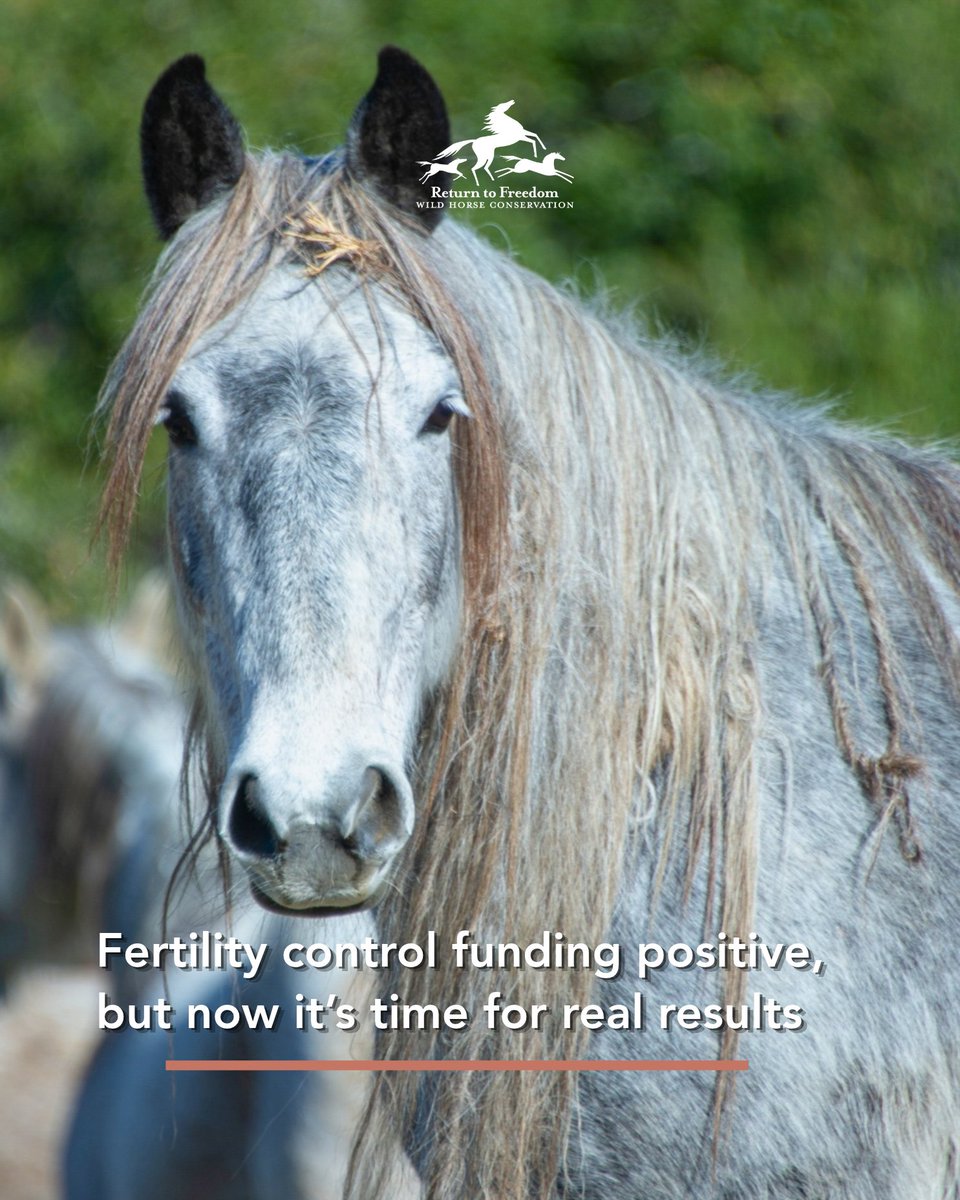 ReturnToFreedom's tweet photo. The Bureau of Land Management recently announced a $30 M investment from the U.S. Department of Agriculture to expand wild horse fertility control efforts. While this is positive, we will keep pushing for greater action to keep herds on public lands. https://t.co/AUb6UO9SU4 https://t.co/9tNsaUMp1P