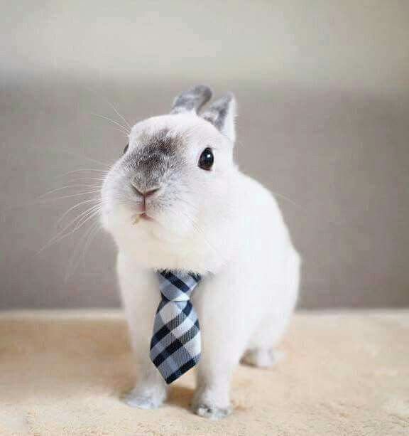Snailington_'s tweet photo. Yep. Another day of work 🐰👩‍💼 https://t.co/v9zjyG0T1g