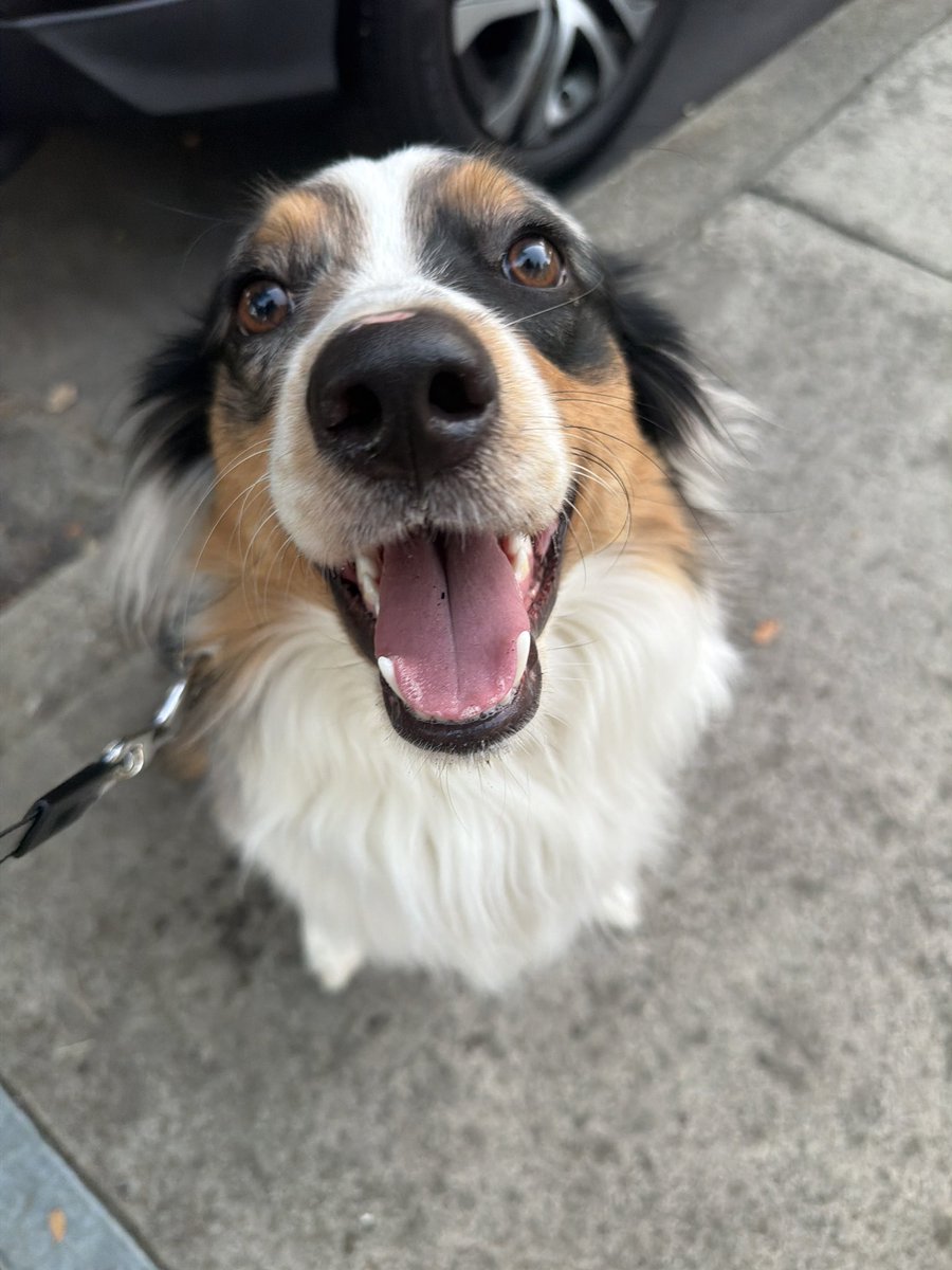 DotComParker's tweet photo. Oakley says hi https://t.co/Bhh0I2H2Hd
