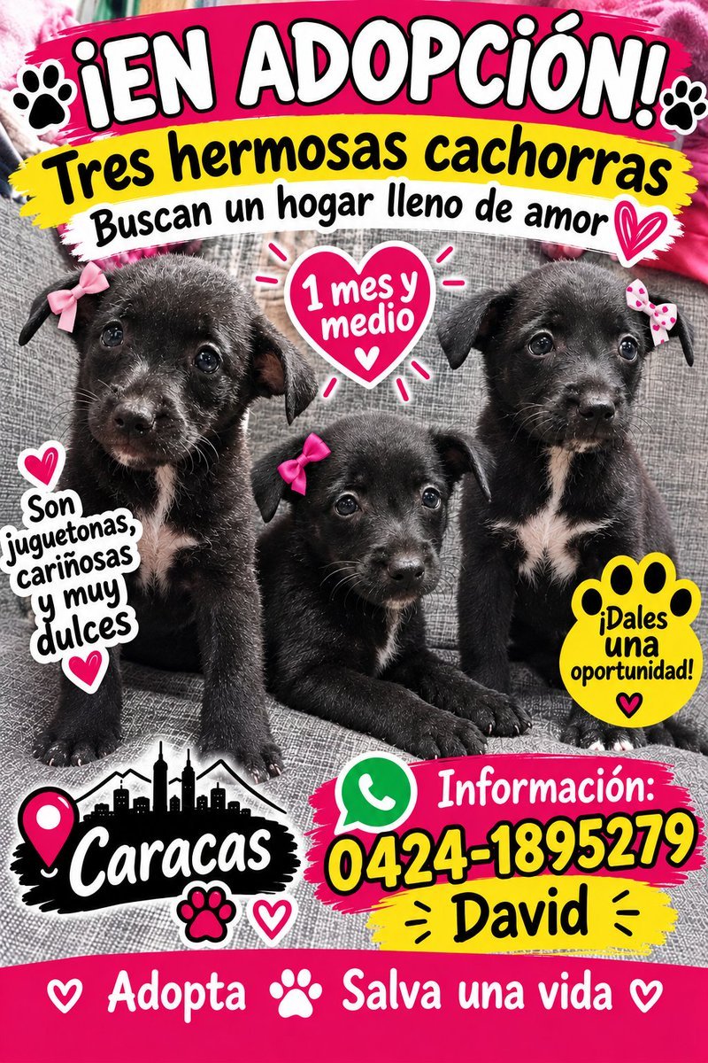 PerroUsuario's tweet photo. Buscan hogares responsables RP @InterViut79965:  En adopción 3 cachorritas ayuden a que les busquen familia que sean gente responsable y no las abandonen https://t.co/h4ggyrYooL