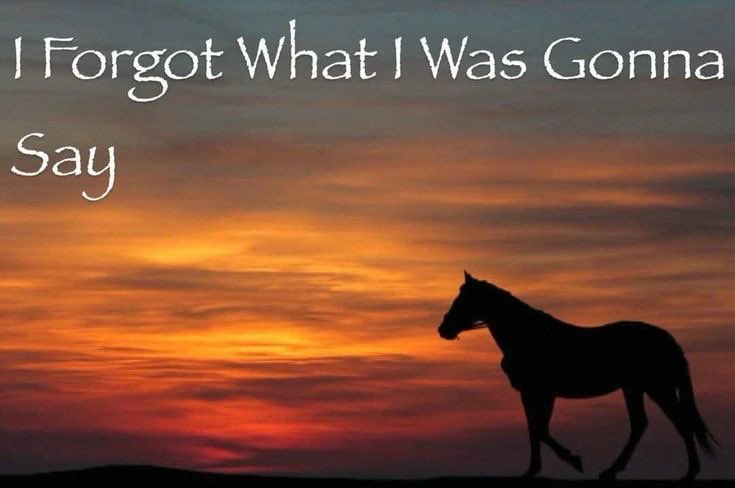 horseimage's tweet photo. https://t.co/kLUB8t1aFl