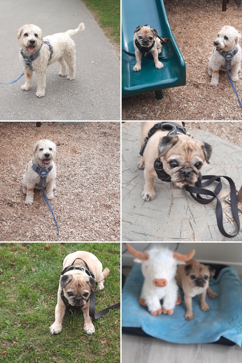 missChris222011's tweet photo. mines friend Perie camed to visit today 🙂 we went to ours creek and the big fishies (salmon) were swimys 🙂 thank you Perie for visit and for new friend 🙂 I named hims happy cause 😇 Linky was always happy and hims was my best buddy 🙂 @chadwicktimms #Walterpugzu https://t.co/1kIFSrkozI