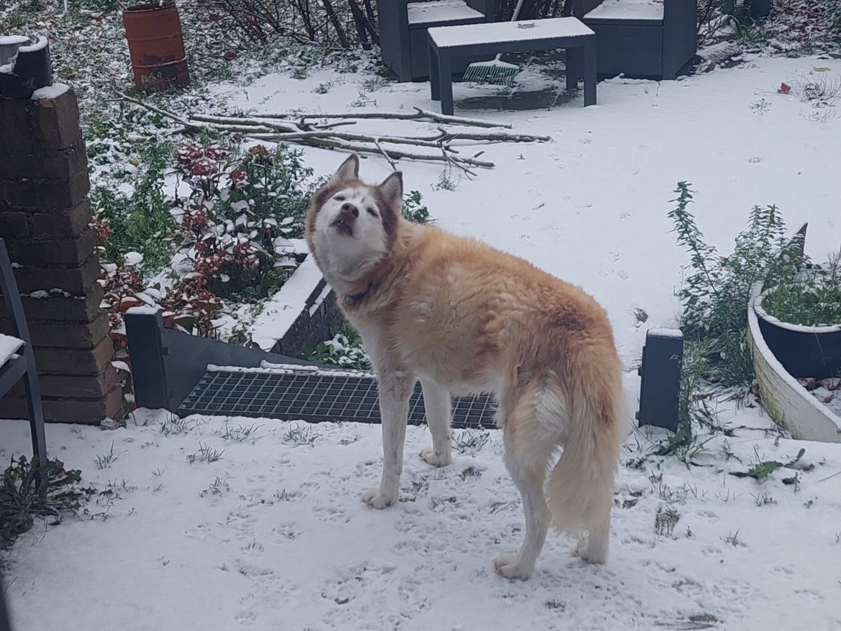 rahwk0120's tweet photo. @JaxVTuber From last winter, complaining about having to come inside. Hope everything will go more smoothly Jax💜 https://t.co/5Nz9Rr8YIM