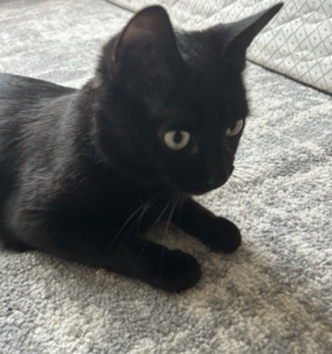 EricCartnam's tweet photo. @xxxxJudexxxx cat https://t.co/CQ9cpijLJw