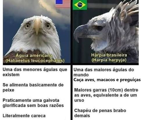 jam_Bending's tweet photo. Gavião-real o monstro alado da floresta amazônica https://t.co/xjaPdmbmqw