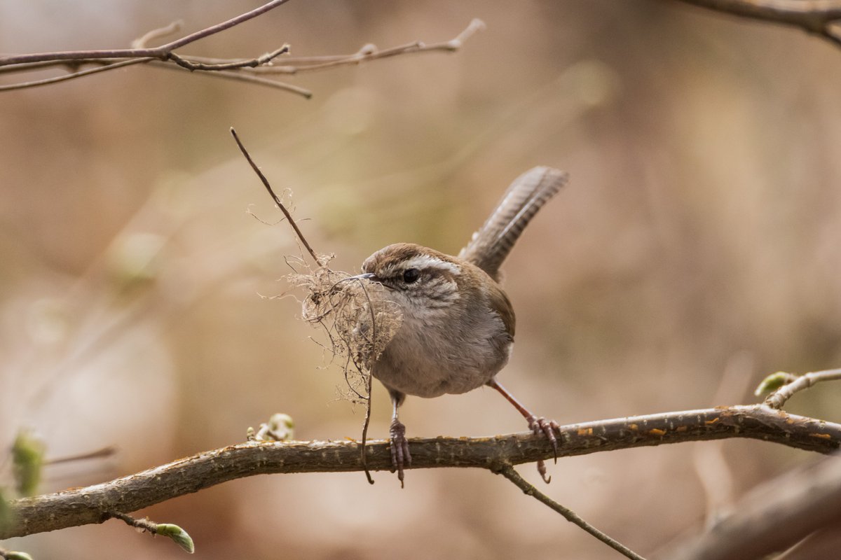 SceneKidSanta's tweet photo. Buick's Wren on a stick https://t.co/JVXLXUEc9x